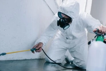 Defending Your UAE Home: The Smart Way to Handle Pests Before They Take Over