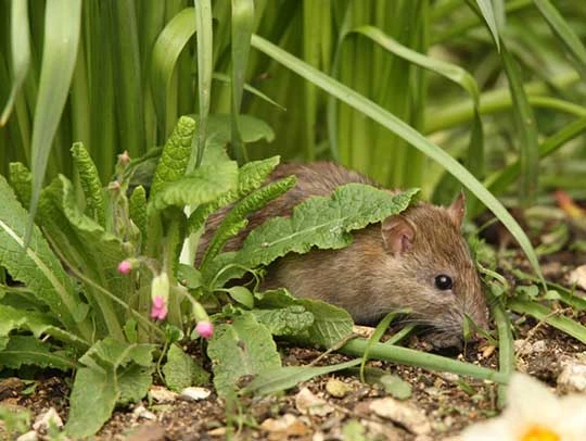 How to Stop Rats from Coming Back After Removal
