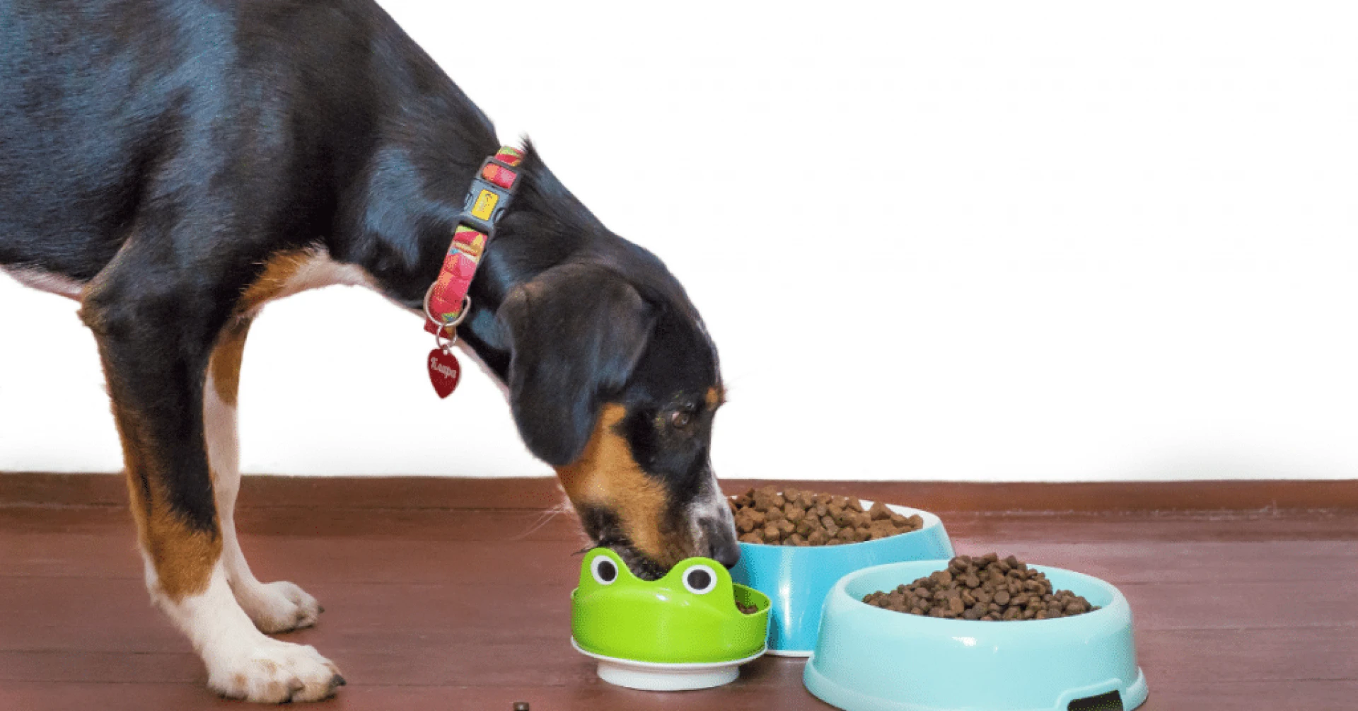 Feeding Your Dog The Right Food