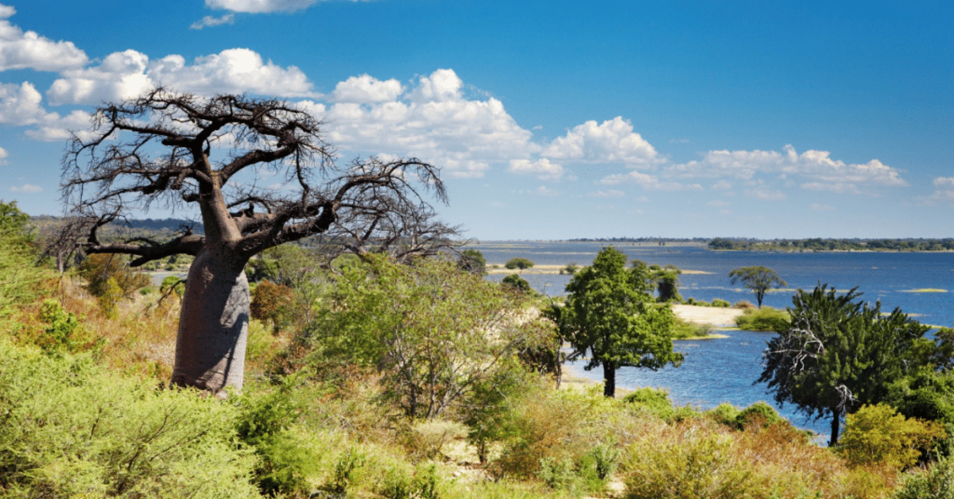 Experiencing the Beauty of a Botswana Safari