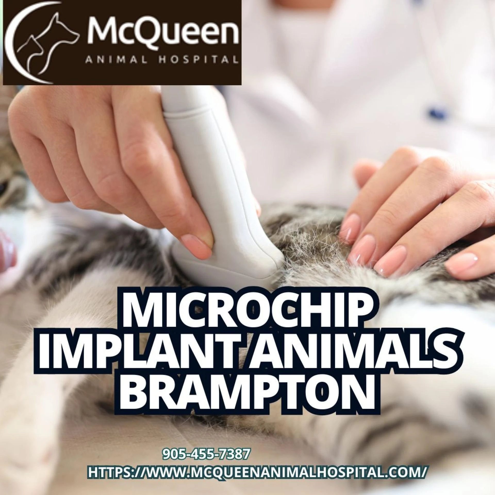 McQueen Animal Hospital: Your Expert Choice for Microchip Implant Animals Brampton