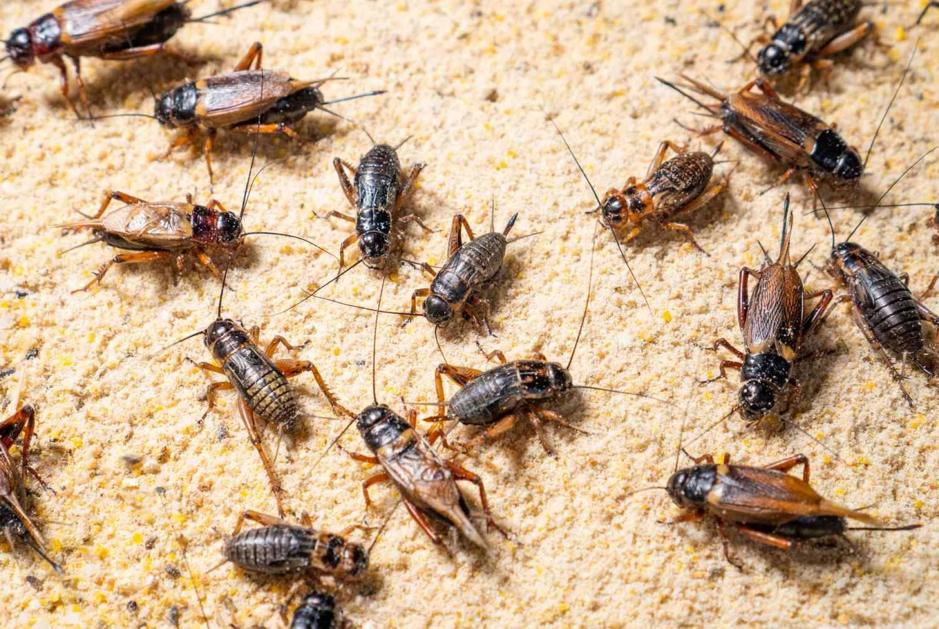 Flying Roaches in Texas: Why They’re So Common and How to Get Rid of Them