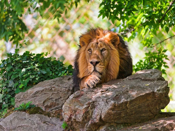 Why India’s National Parks Belong on Every Nature Lover’s Bucket List