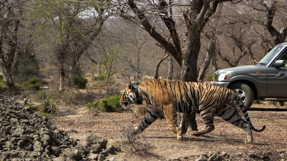 Why India’s National Parks Belong on Every Nature Lover’s Bucket List