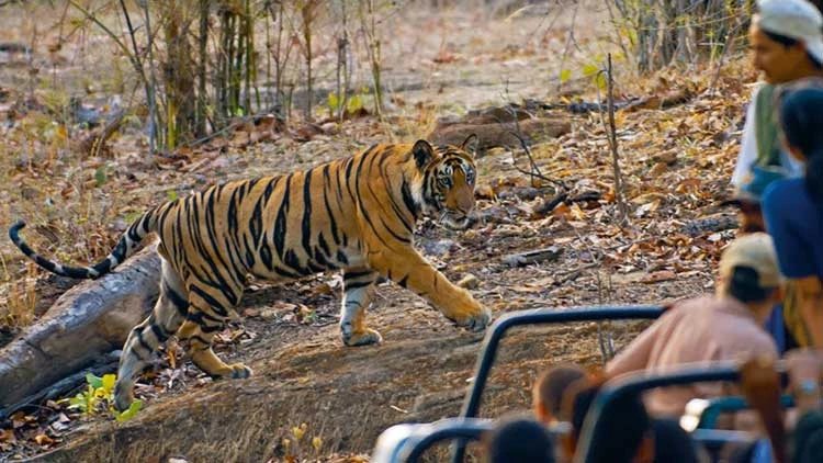 Why India’s National Parks Belong on Every Nature Lover’s Bucket List