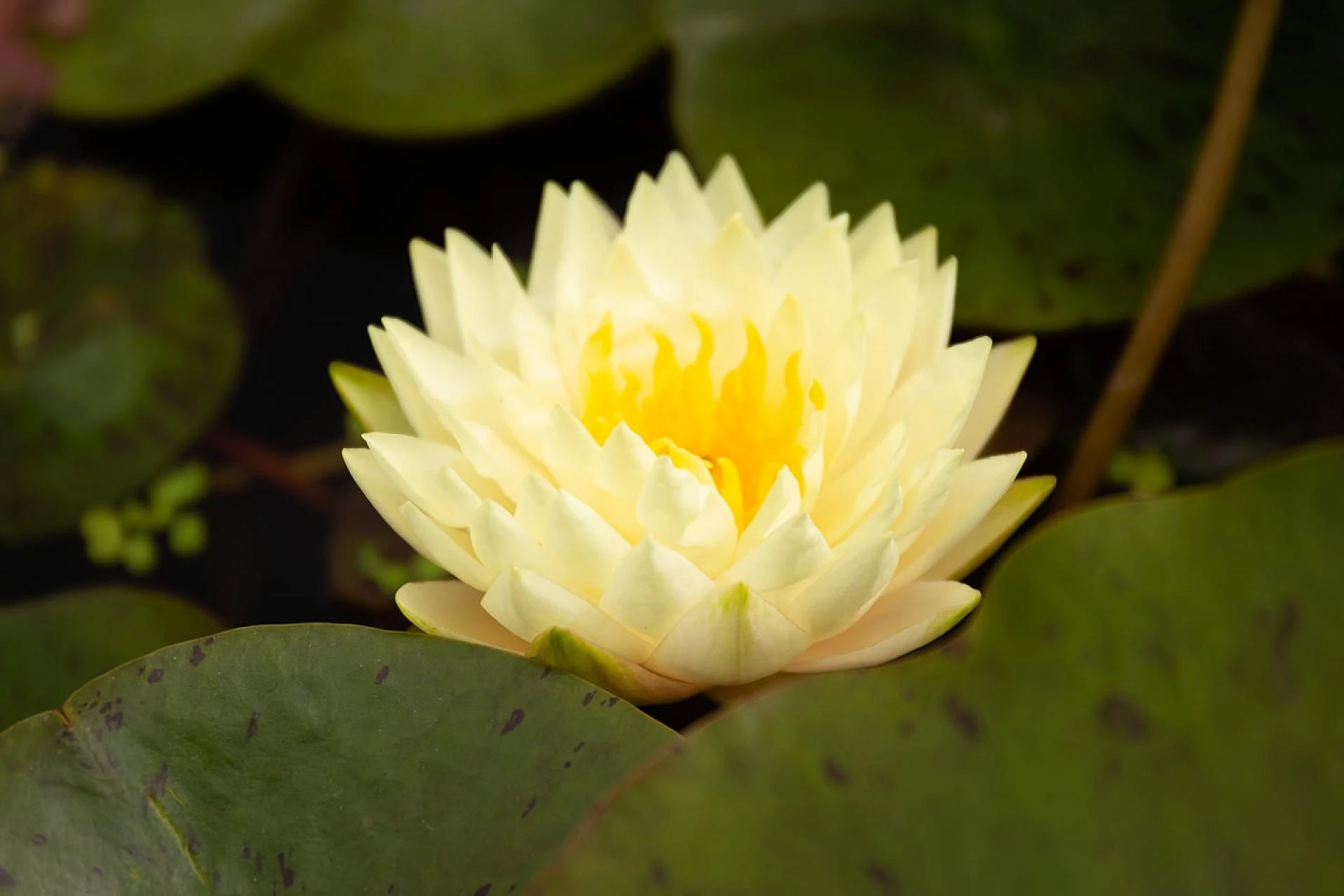 Ciemierniki – wczesnowiosenna ozdoba każdego ogrodu