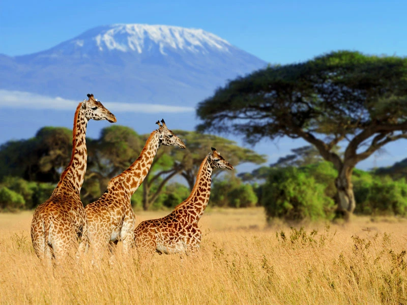 Unveil Rwanda’s Hidden Wonders with Wilderness Safaris Rwanda Adventure