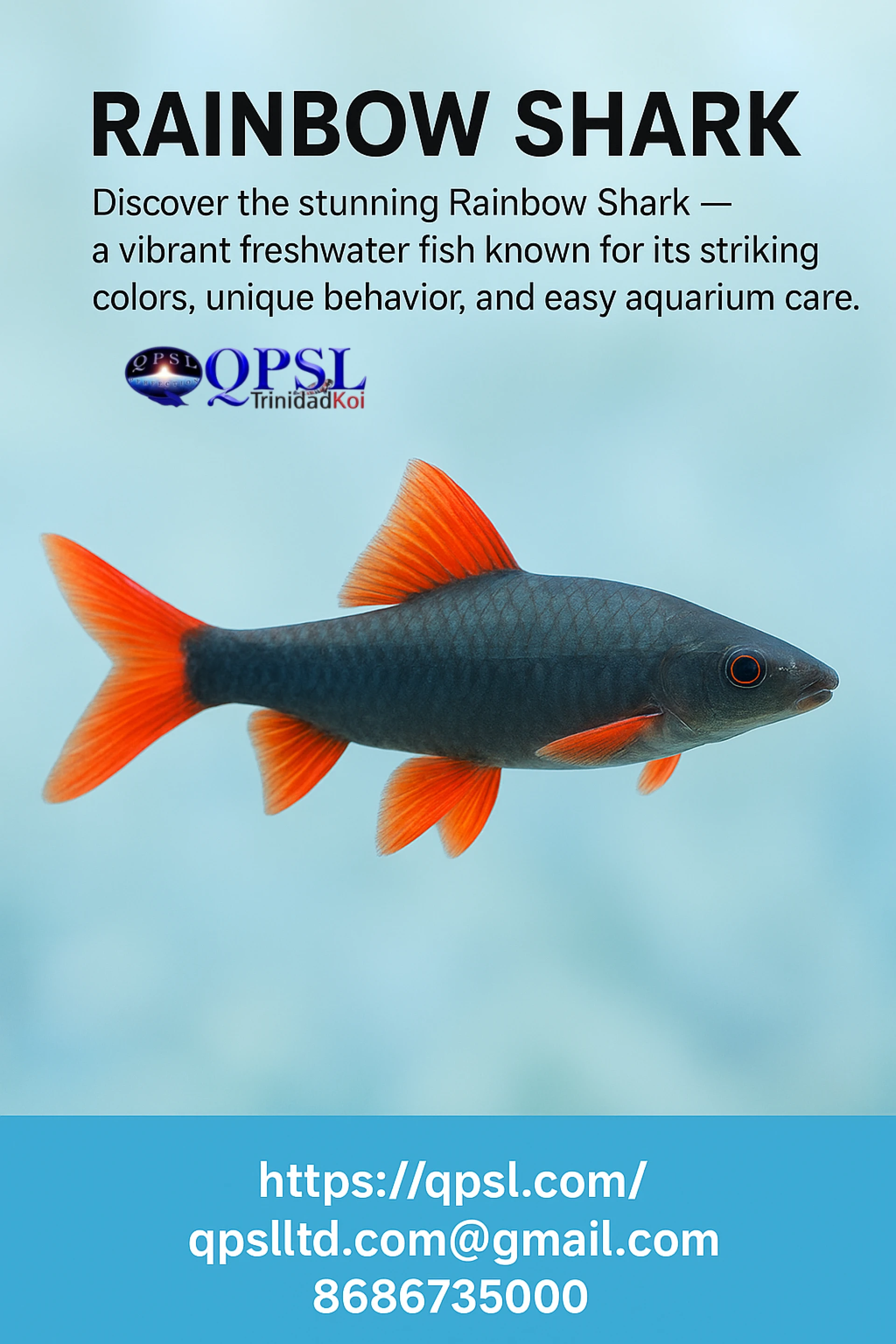 Everything You Need to Know About Rainbow Sharks