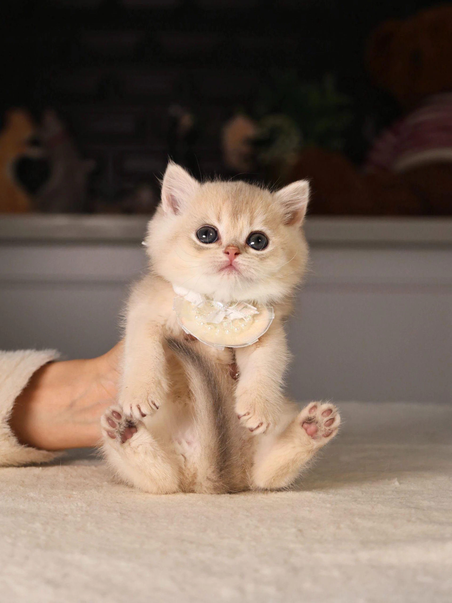 The Best Living Situations for British Longhair and Shorthair Cats