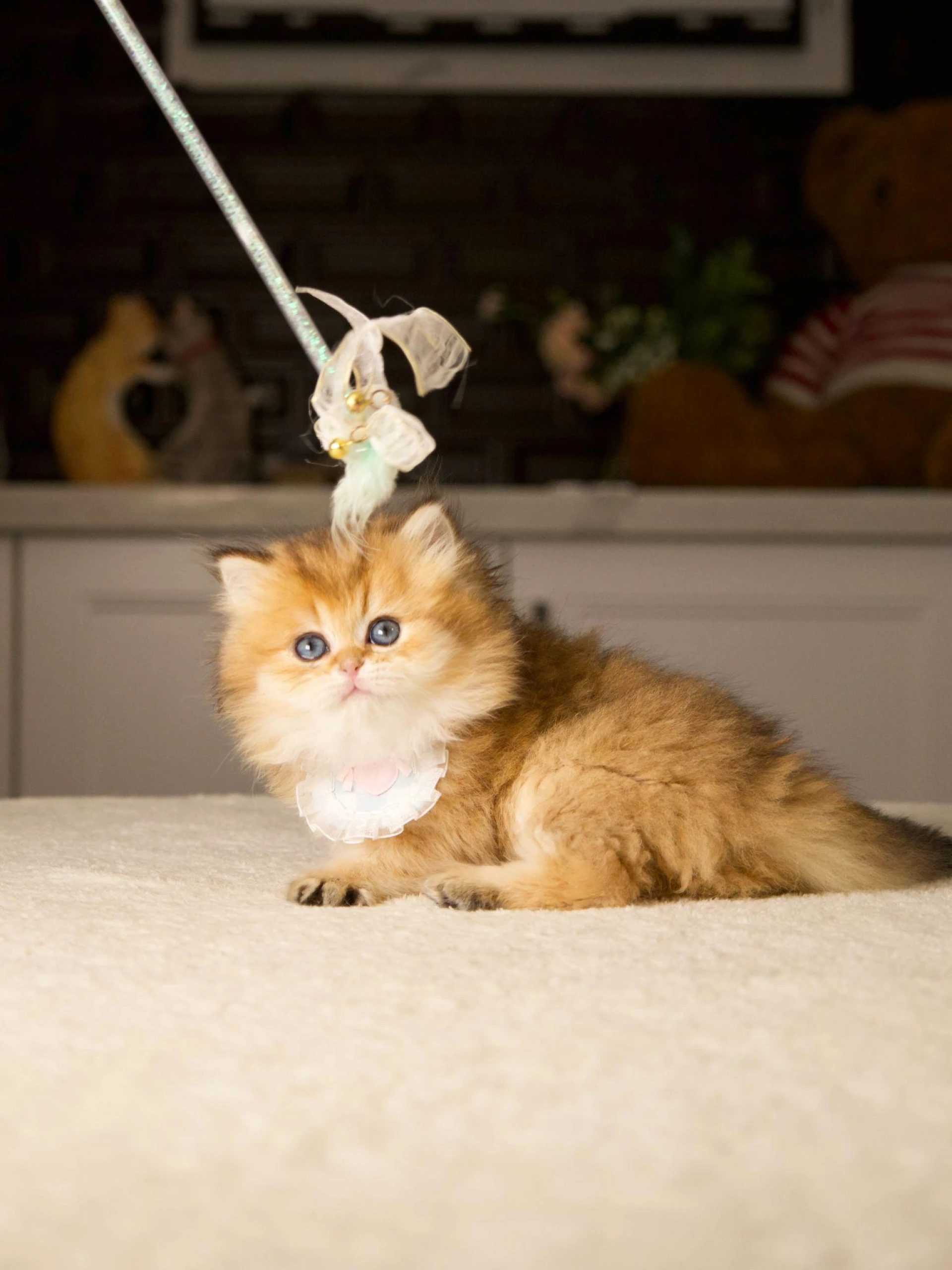 The Best Living Situations for British Longhair and Shorthair Cats