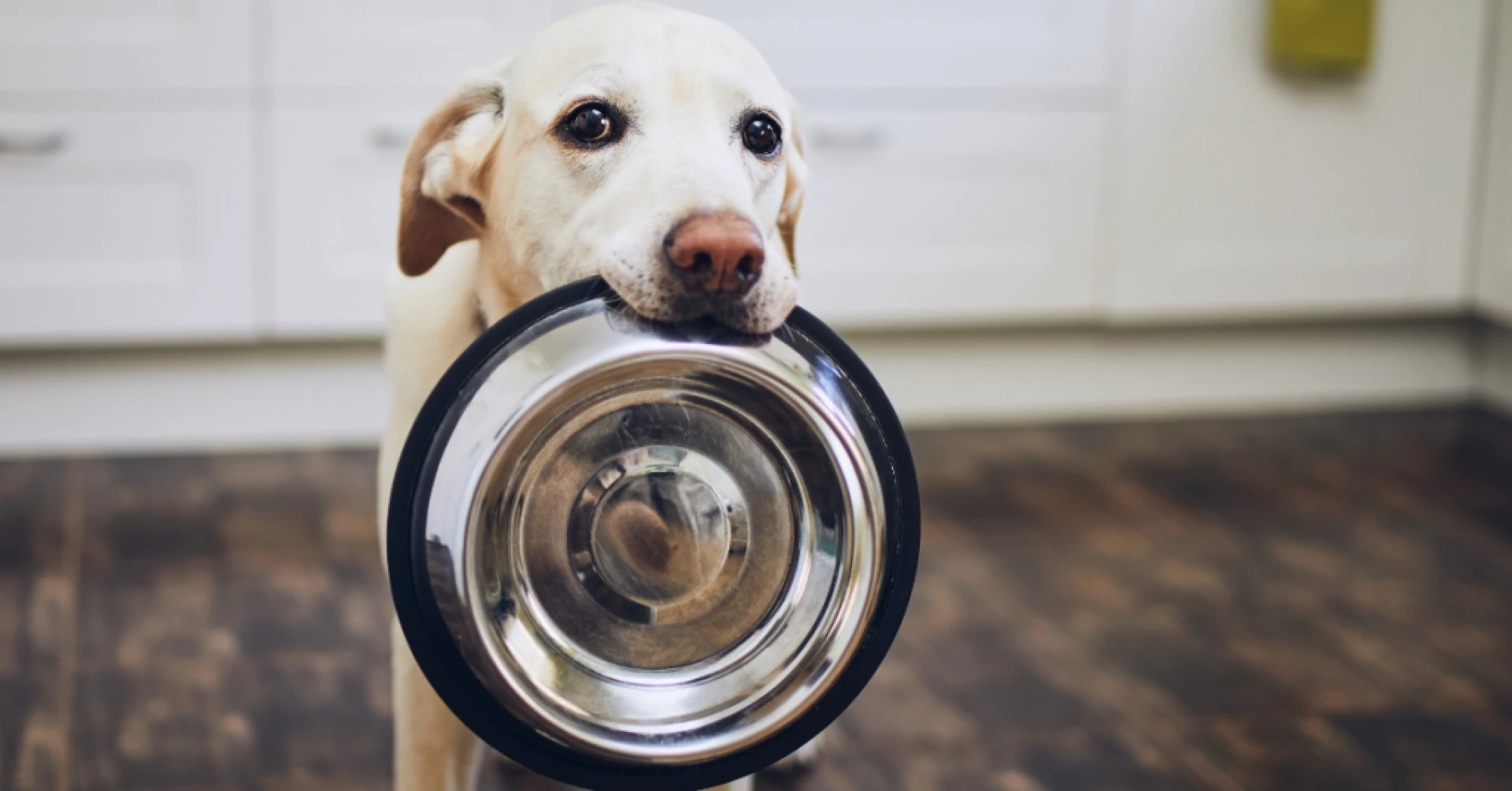 Buying Dog Food That Works for Every Dog