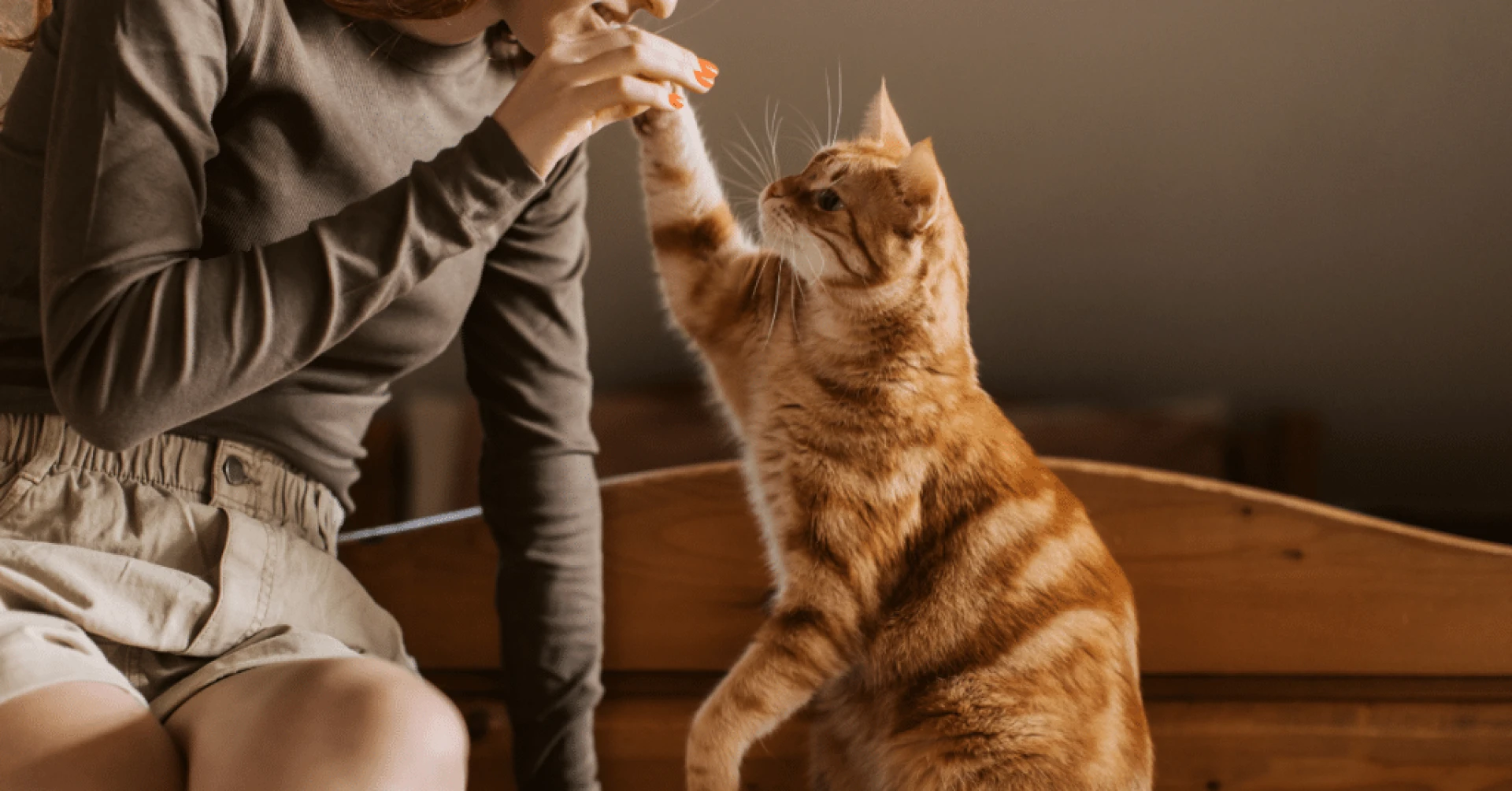 Simple Tips for Choosing Cat Food