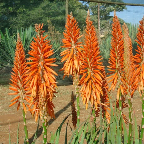 Bring Sunset Glow to Your Garden with Aloe Mighty Orange