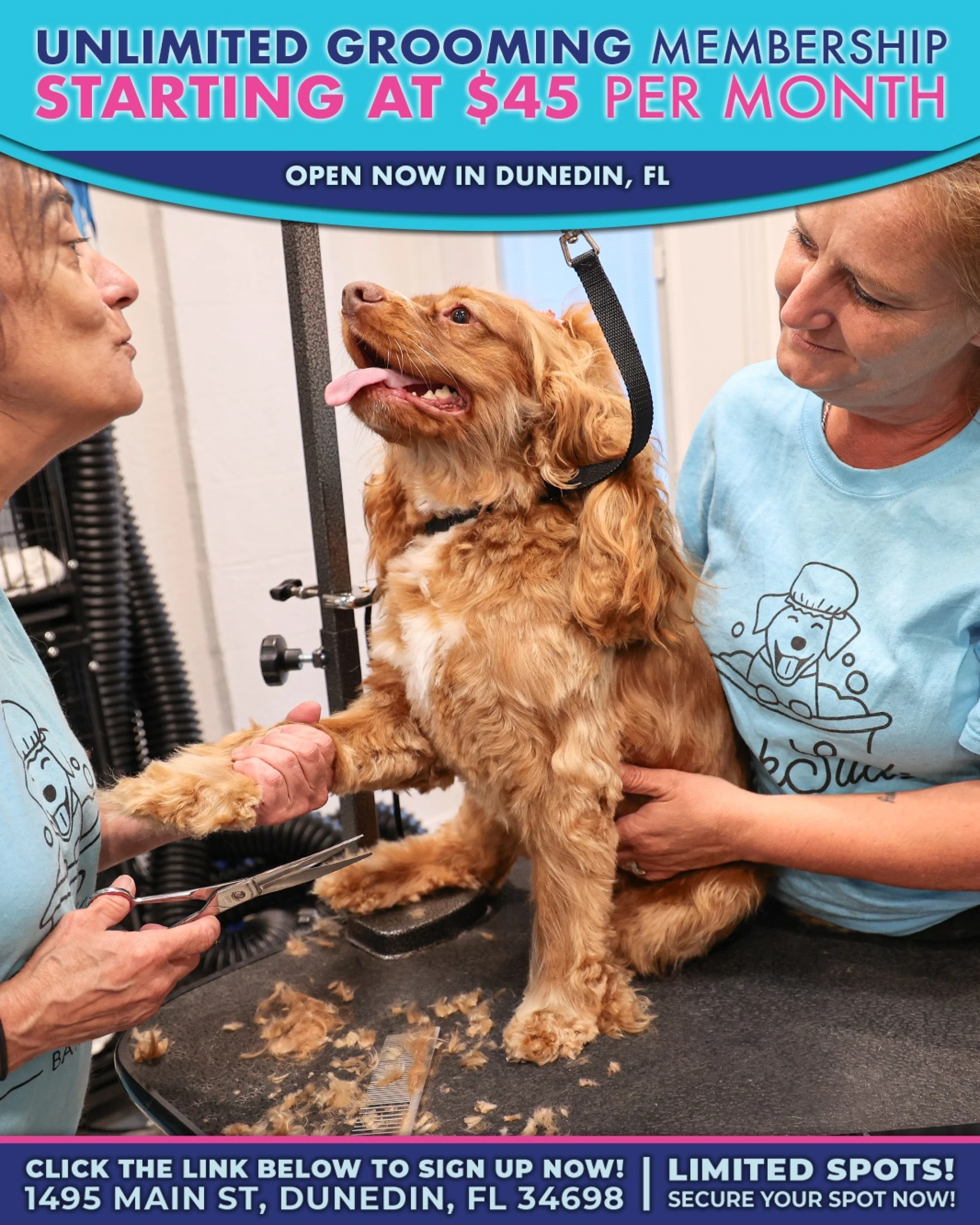 Local Guide to the Best Dog Groomers in Dunedin