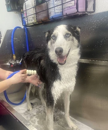 Local Guide to the Best Dog Groomers in Dunedin