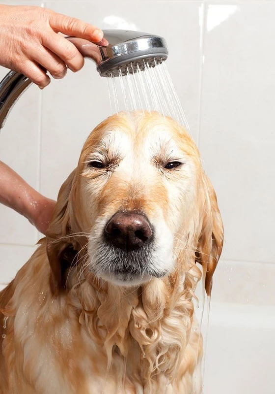 Clean and Healthy Dog Care Practices in Oviedo