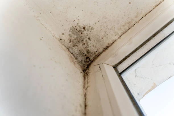 Mold Inspection Fort Worth, TX Safeguarding Your Home from Hidden Dangers