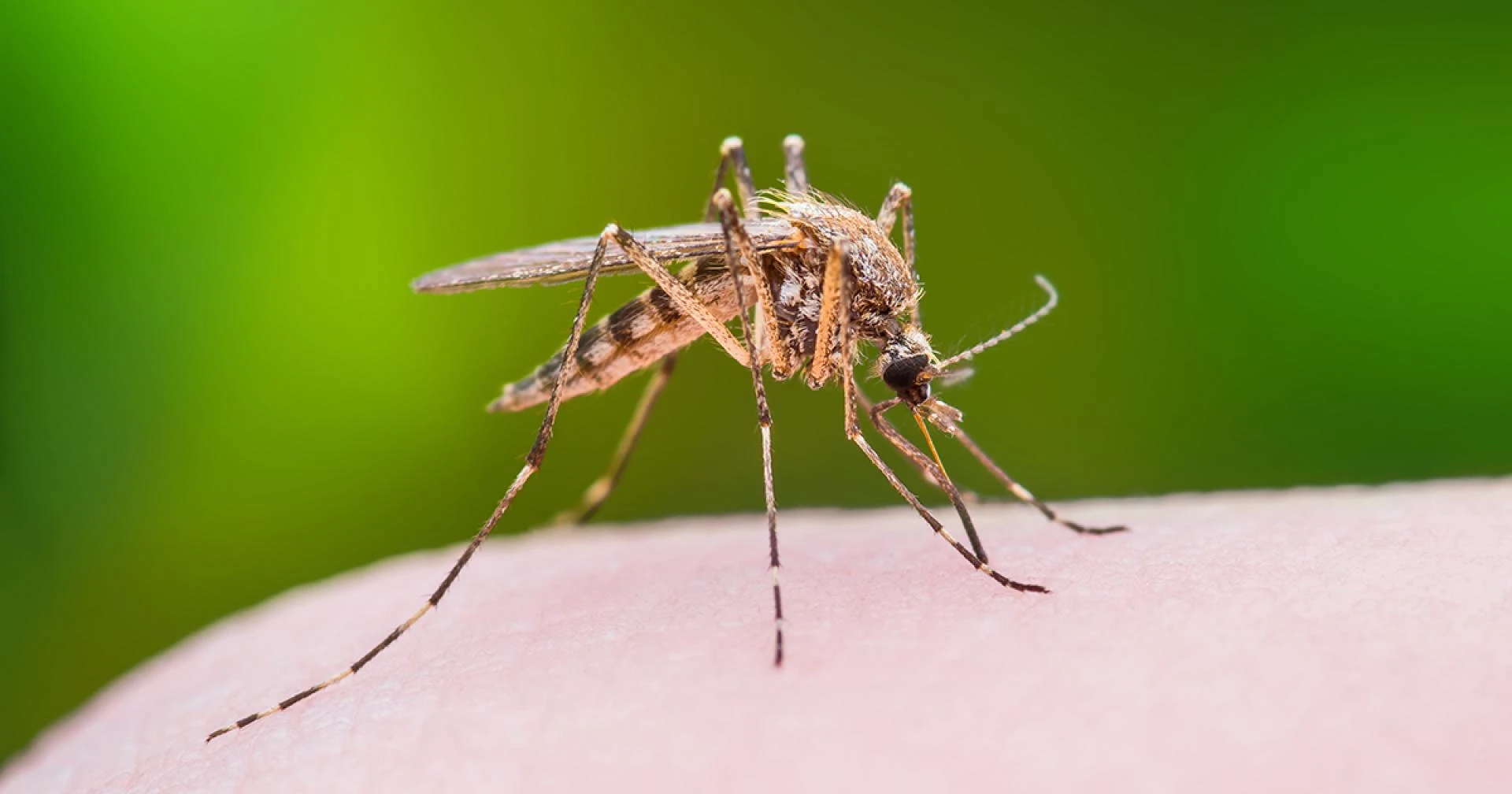 How to Get Rid of Mosquitoes Inside the House Naturally