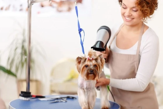 Gentle Care and Smart Tips for Happy and Healthy Puppies