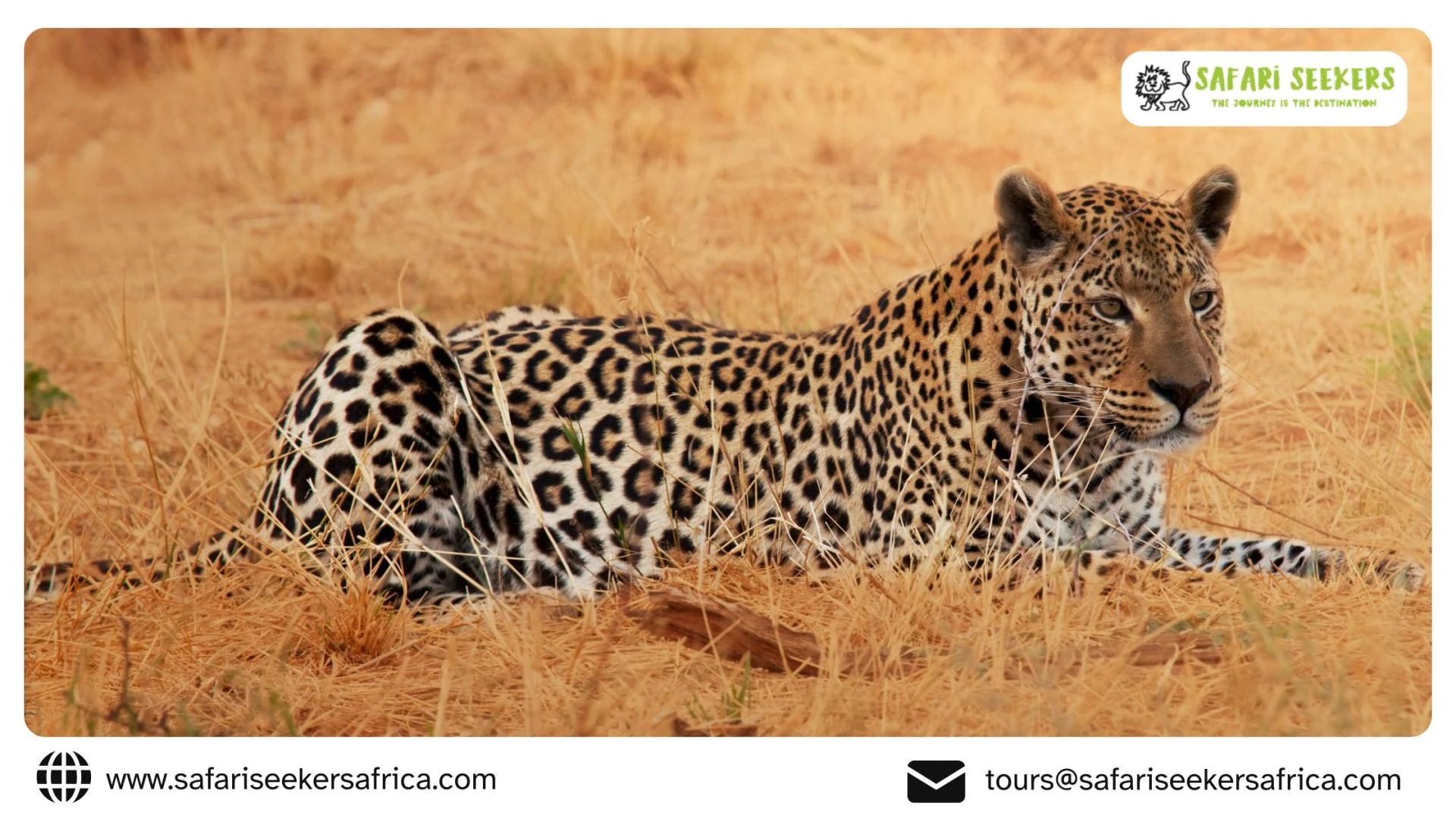 Your Lens on the Wild: Crafting Legendary Photographic Safaris in Kenya