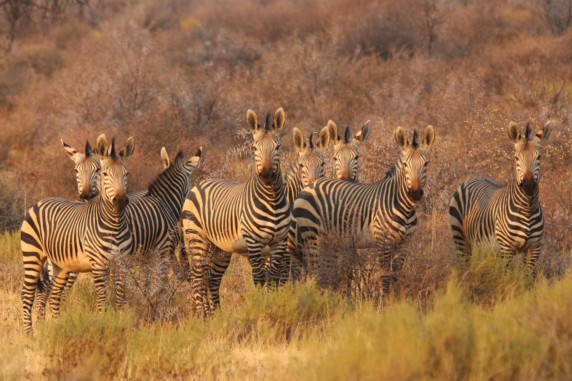 Into the Heart of the Wild: The Timeless Allure of an African Safari