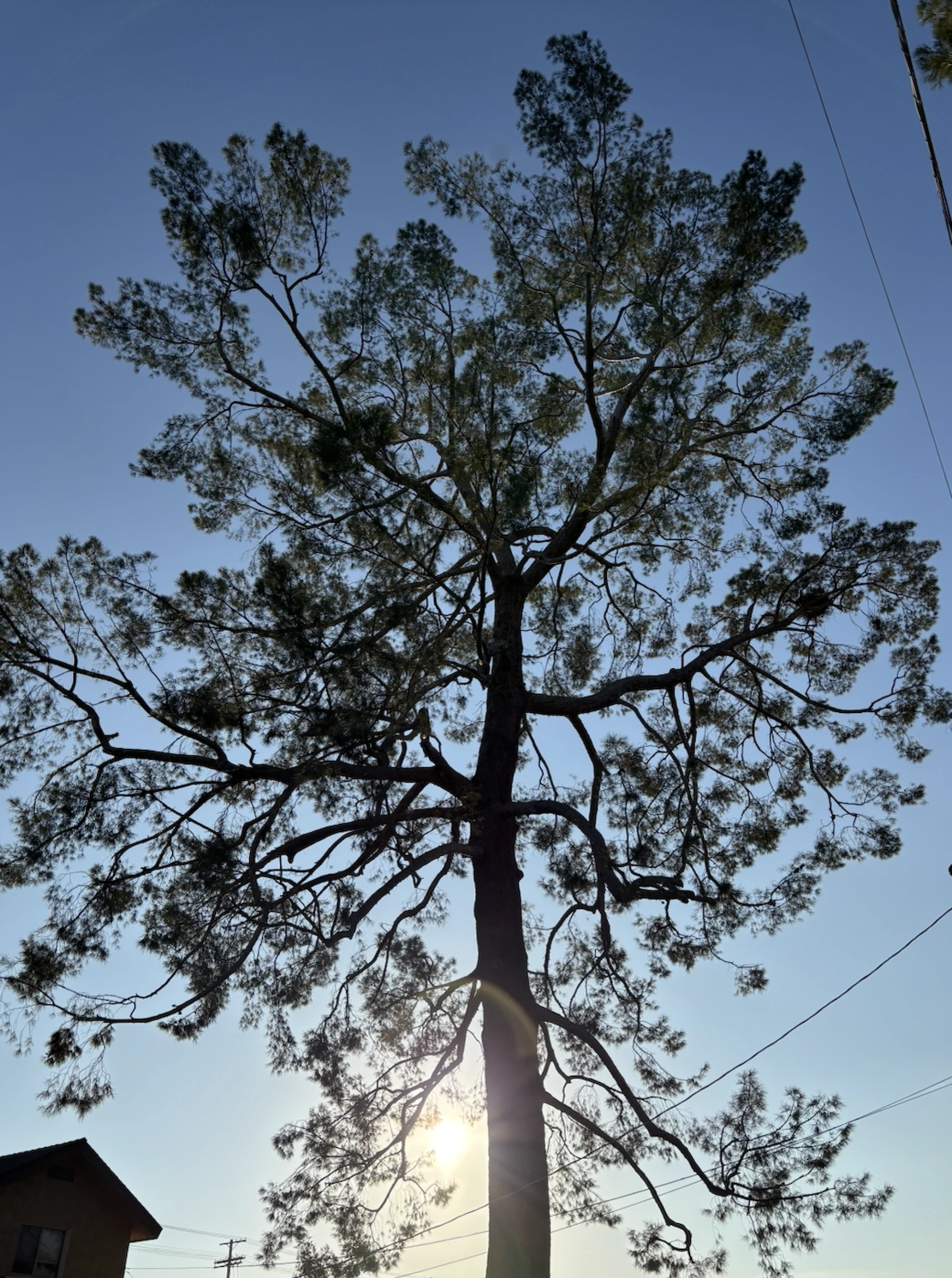 Winter Winds In Sylmar: Why Your Trees Need Attention Before The Storms 