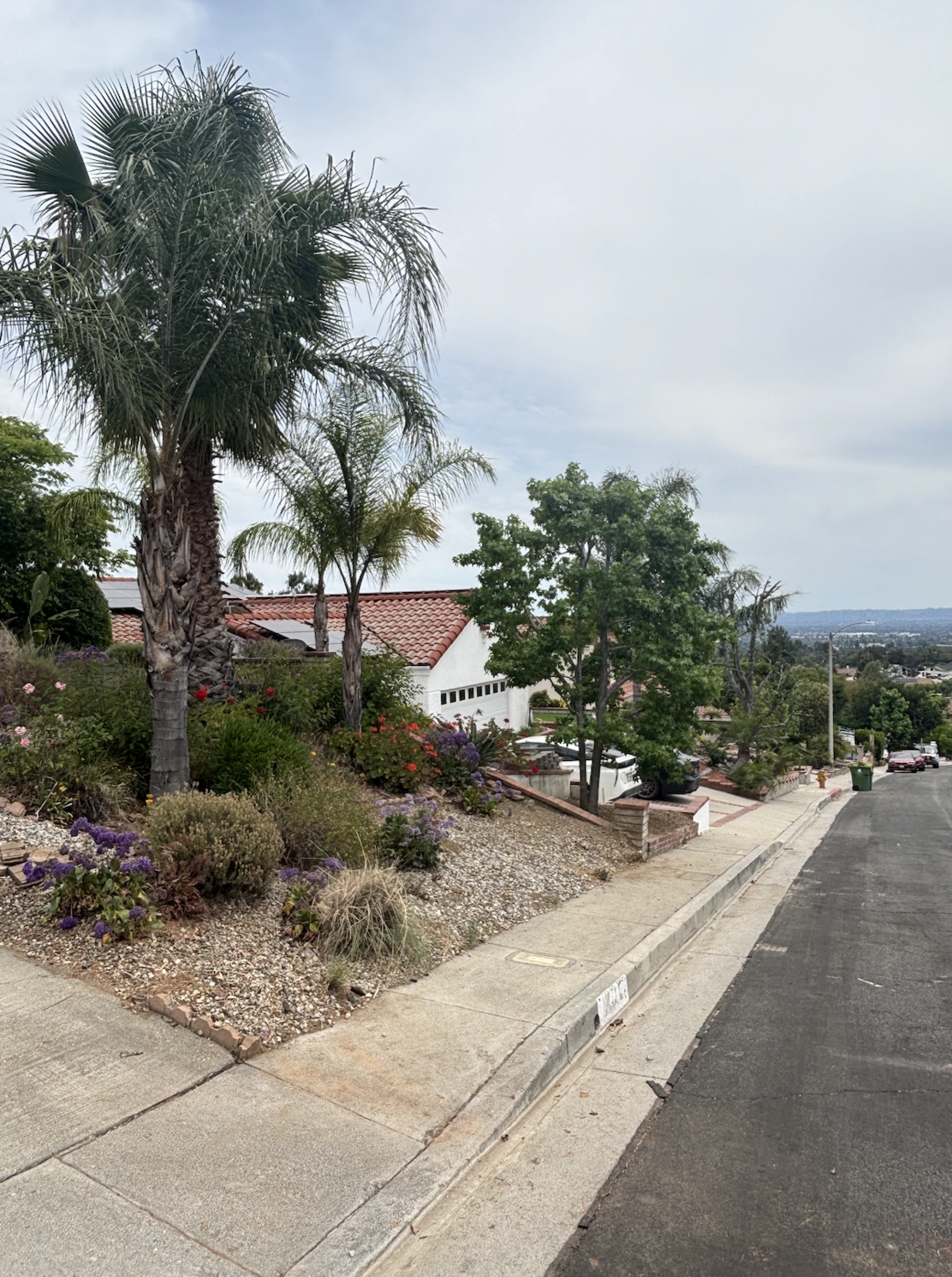 Winter Winds In Sylmar: Why Your Trees Need Attention Before The Storms 