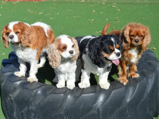 Reliable & Affordable Dog Boarding Near Me – Quality Care You Can Trust