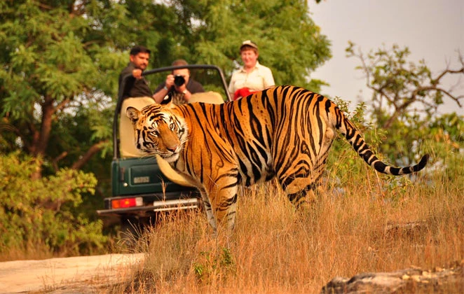 Explore the Best Tour Packages and Wildlife Tour Packages in India
