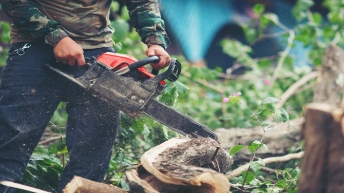 Eco-Friendly Tree Care Solutions in Buffalo NY