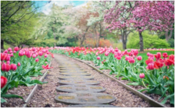 Looking for Ideal Interlock and Landscaping Solutions? Trust Professional Landscaping Companies