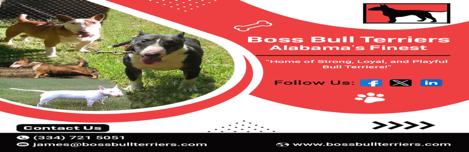 Discover Red Bull Terriers & Bull Terrier Puppies Today