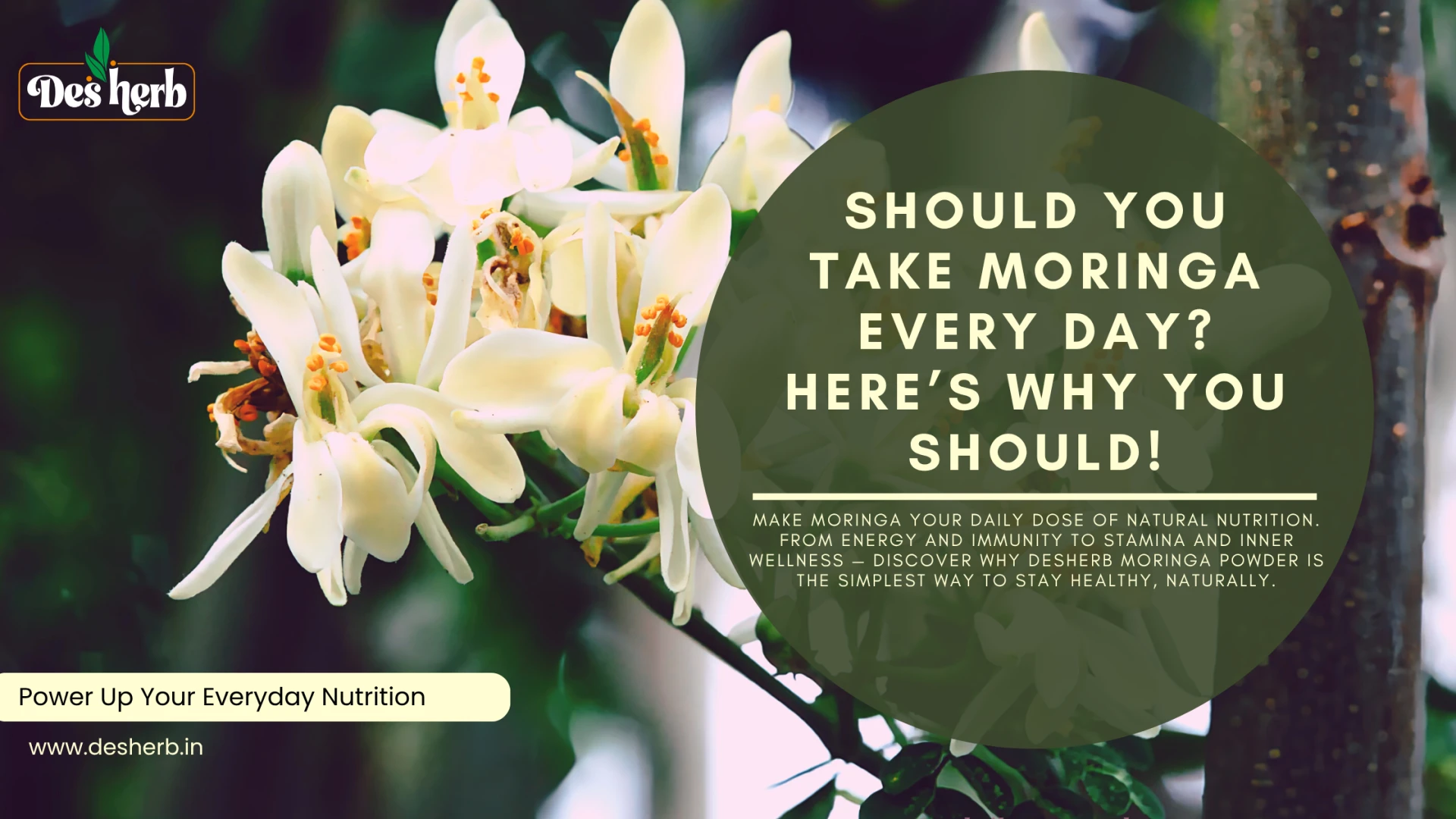 Should You Take Moringa Every Day? Daily Nutrition Benefits Explained