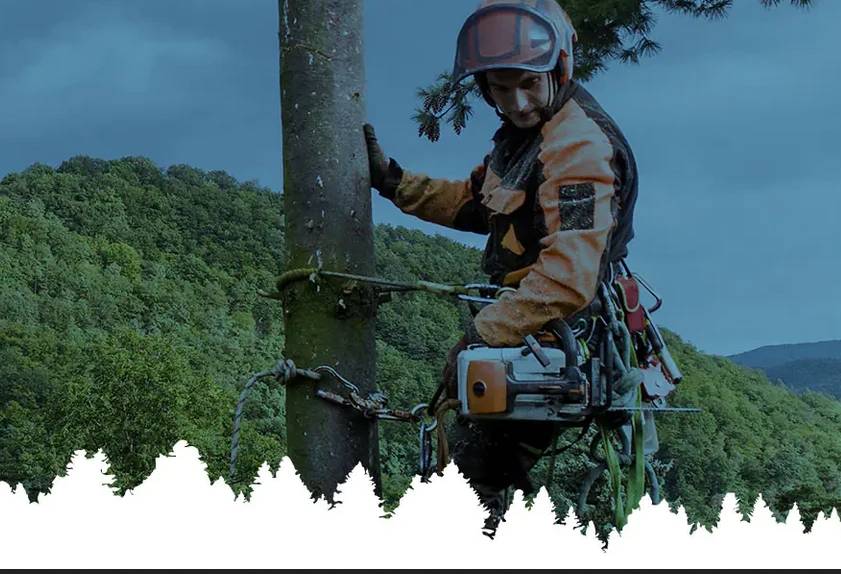 Expert Tree Removal: Why Hiring Certified Arborists Matters