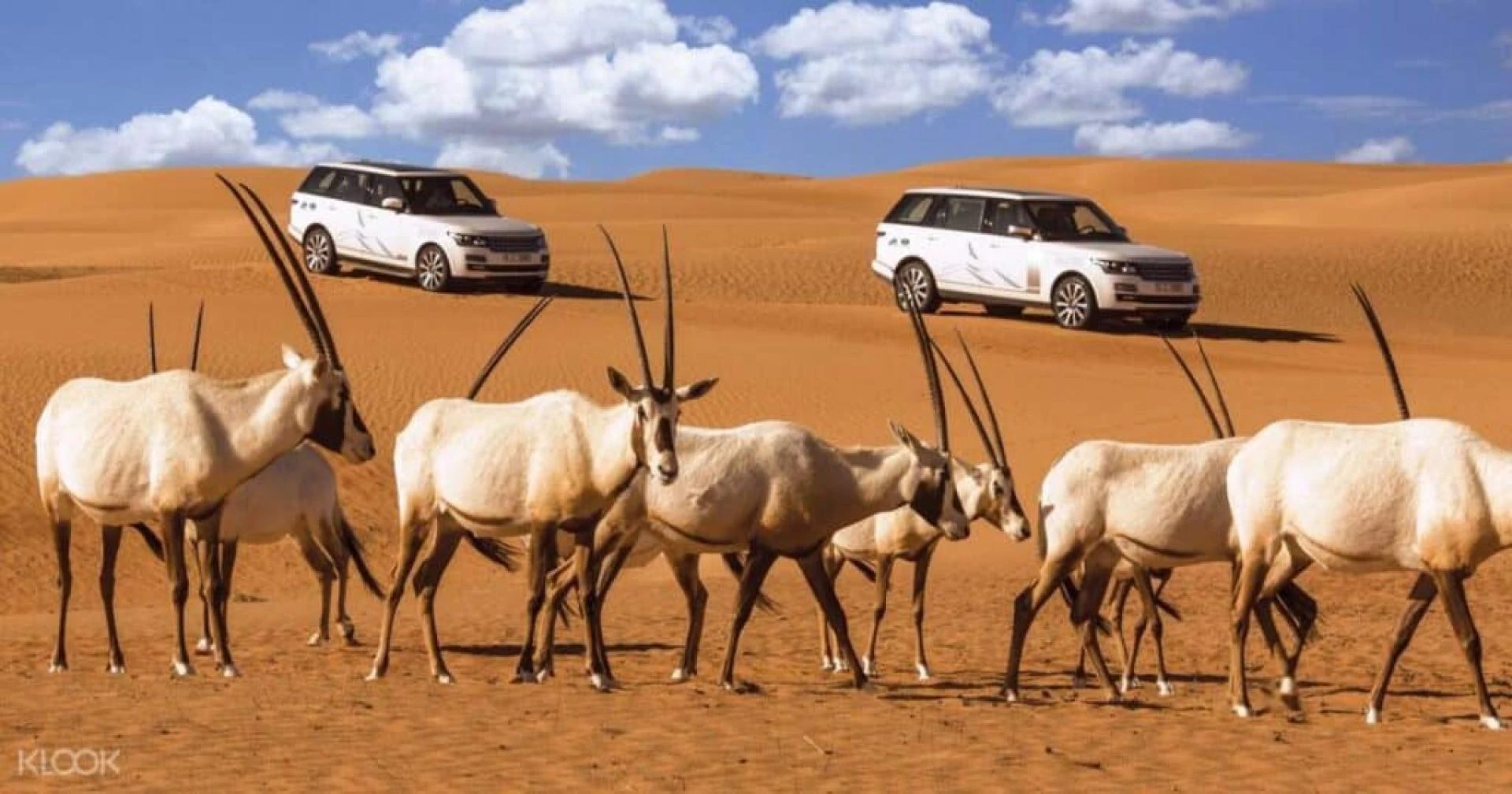 Your Complete 2025 Guide to Dubai’s Best Desert Safari Experiences