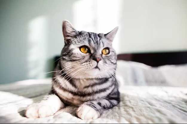 Why Should You Buy Kitty Litter?