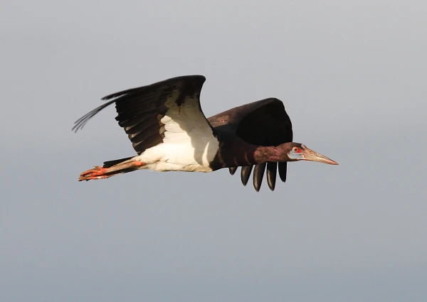 How Do Stork Birds Hunt and What Do They Eat?