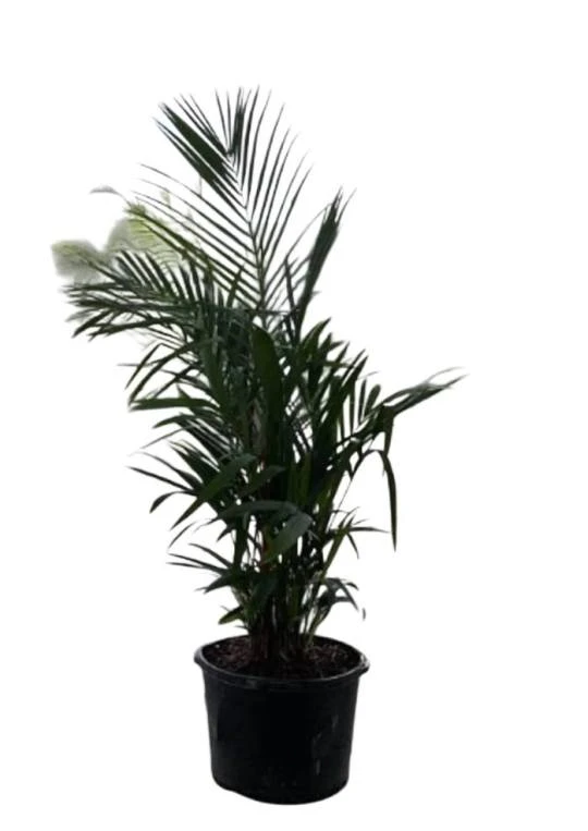 How Jupiter Homeowners Bring Nature Closer to Home