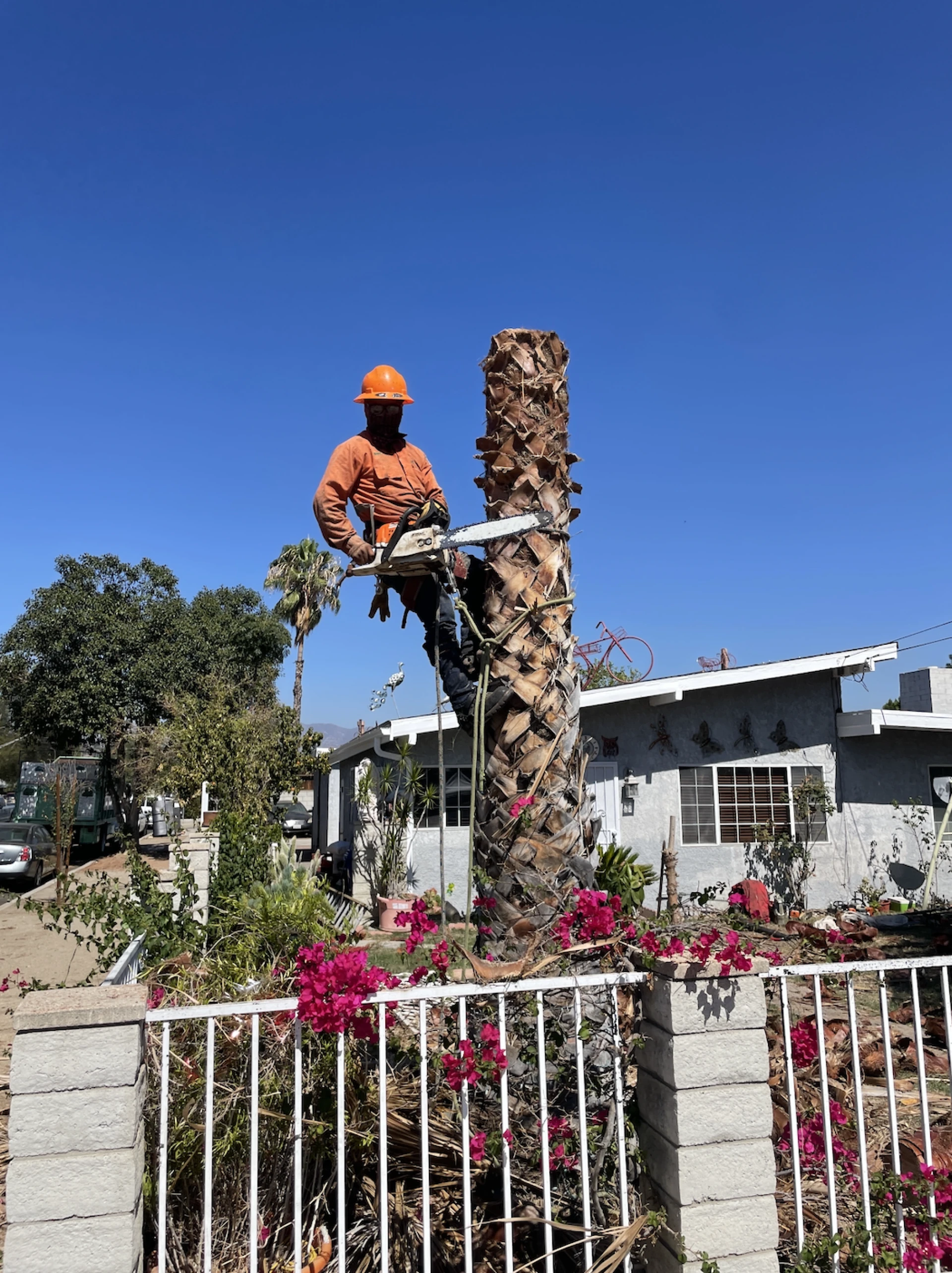 When Tree Care Becomes Property Protection in Sylmar, CA 