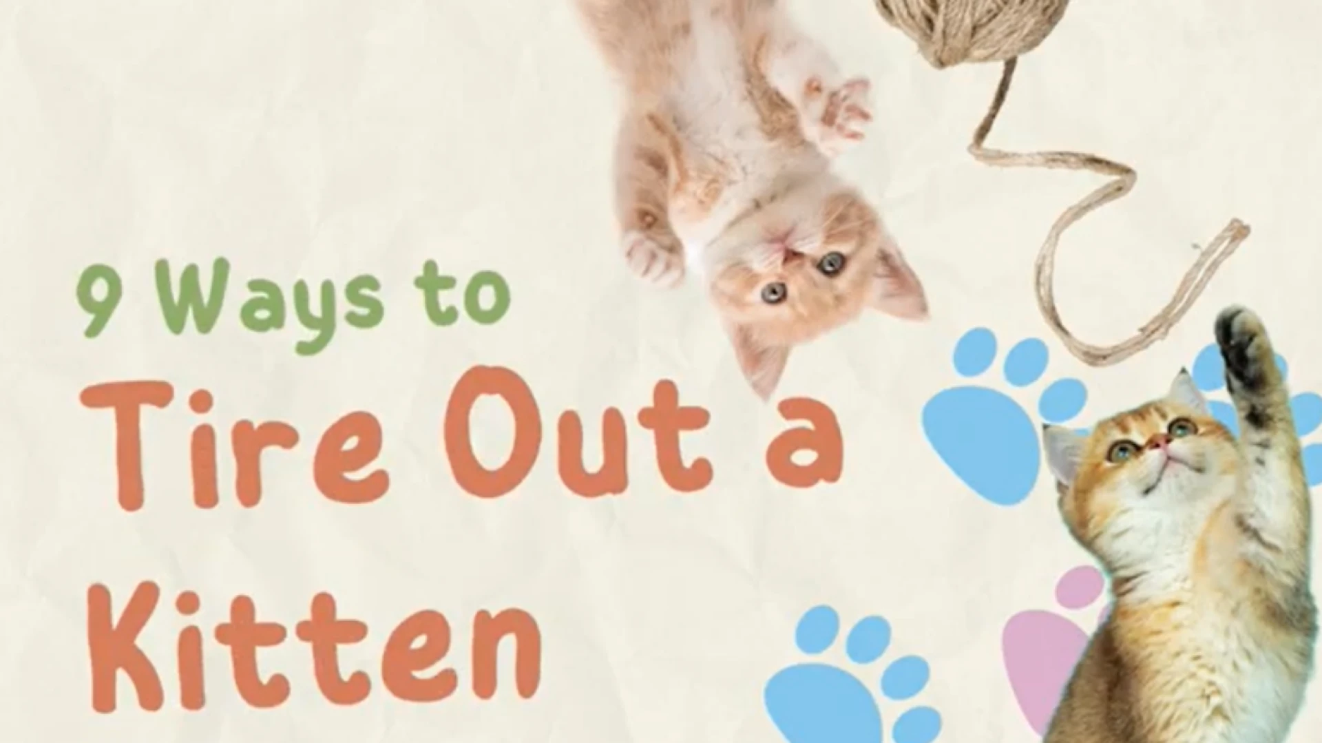 How to Entertain a Kitten: Simple Activities That Boost Play and Learning
