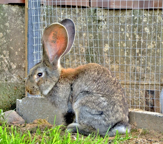 Rabbit Enclosure: Creating a Safe and Comfortable Home for Your Pet.