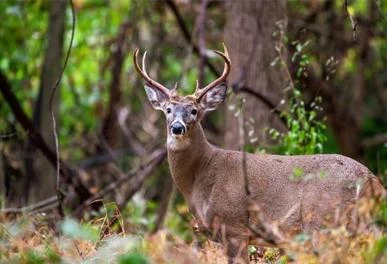 Industrial Laser Rangefinder Solutions