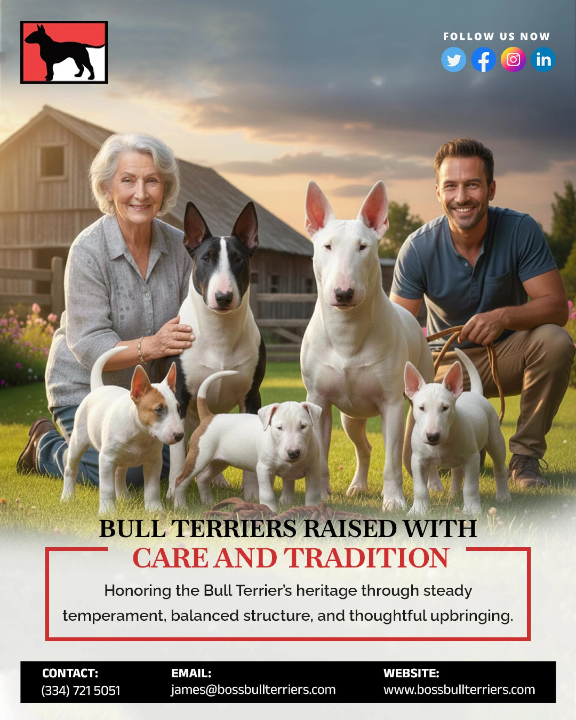 Bull Terrier Puppy and Fawn Bull Terriers: Everything You Need to Know with Boss Bull Terriers
