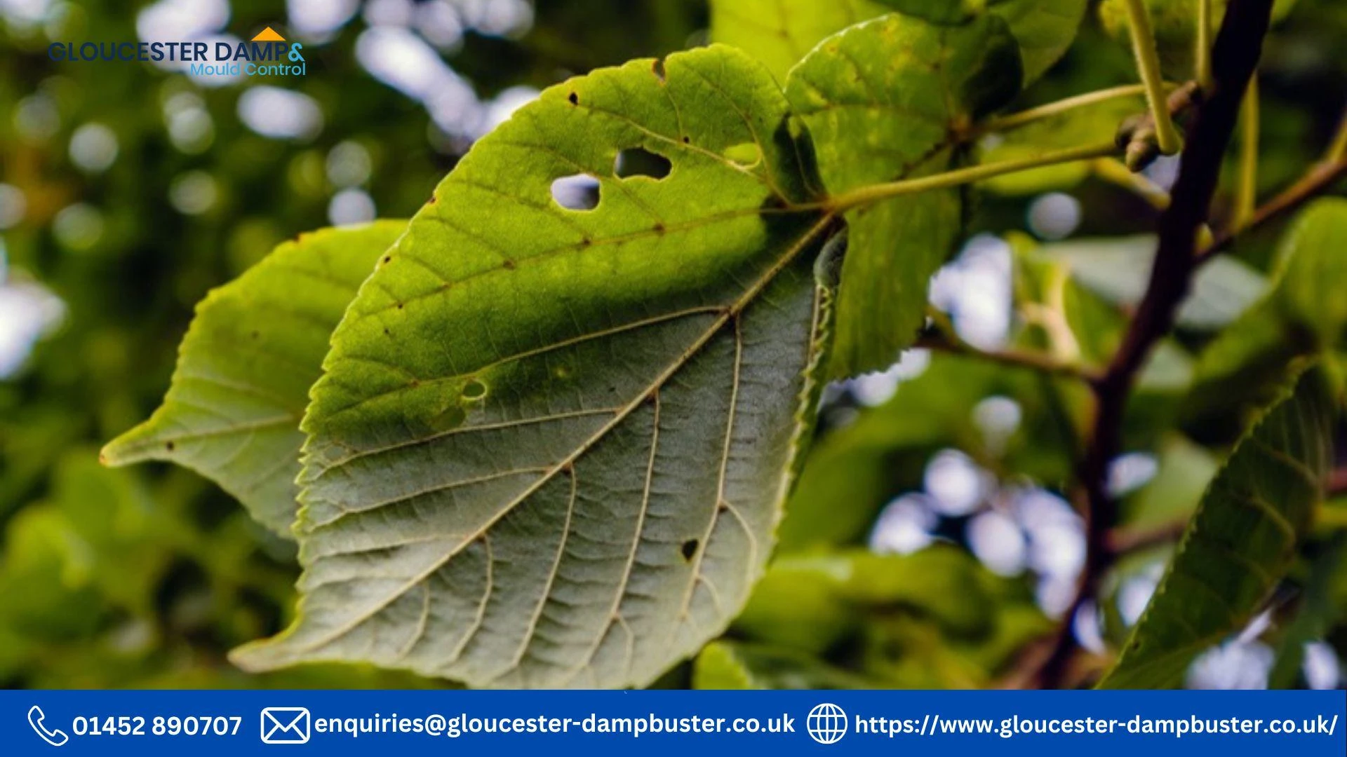 Damp Linden Tree: Signs, Causes, Prevention, and Effective Treatments