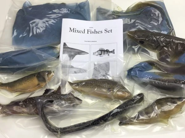 The Importance of Preserved Specimens in Biology Education