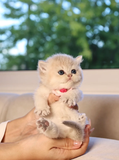 The Cognitive World of Cats: How British Shorthairs Perceive Their Environment