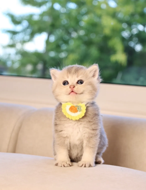 The Cognitive World of Cats: How British Shorthairs Perceive Their Environment