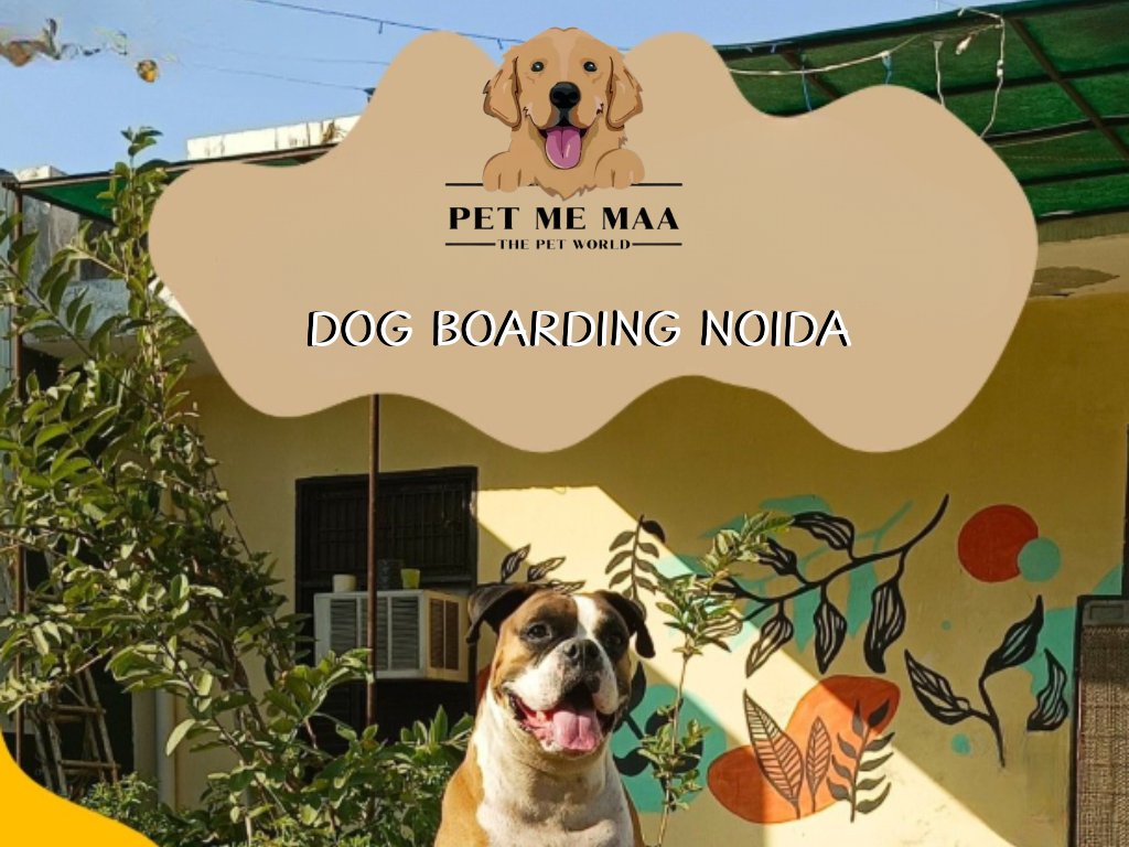 Pet Me Maa: Your Trusted Doggy Daycare Near Me in Noida