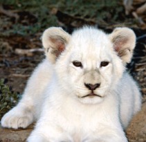 Baby White Lion Cub for Sale Online – Exotics Animals