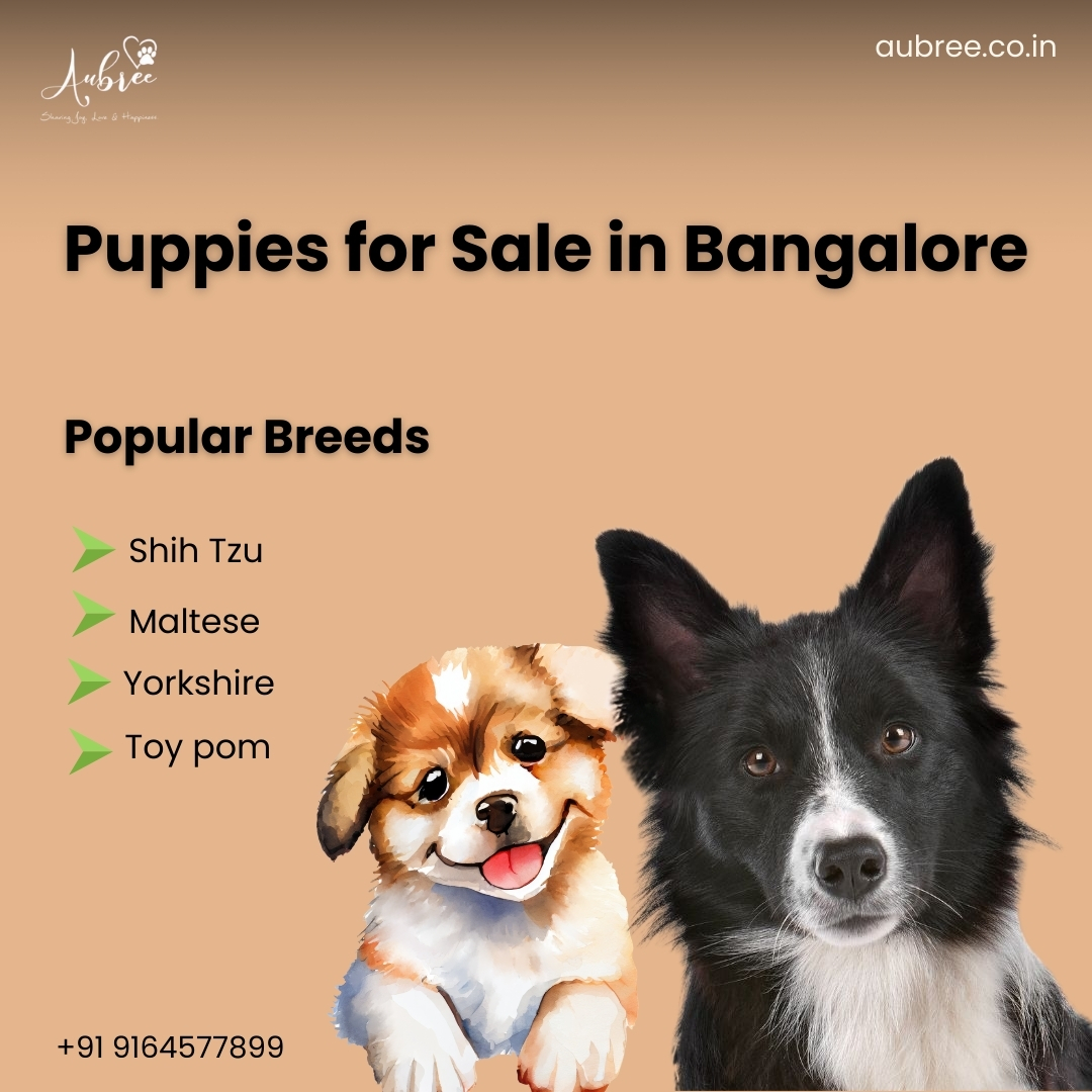 Yorkshire Puppies for Sale in Bangalore – A Responsible Buyer’s Guide by Aubree.co.in